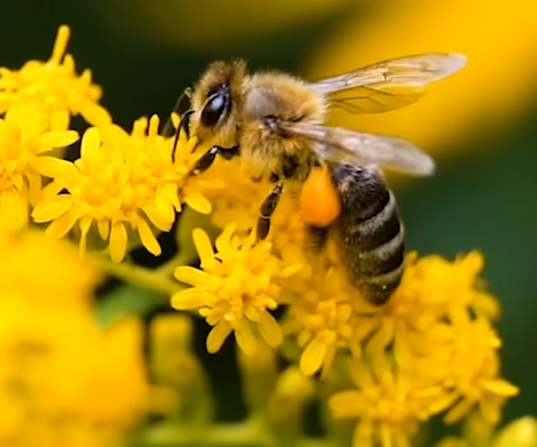 True Facts About Smart Bees